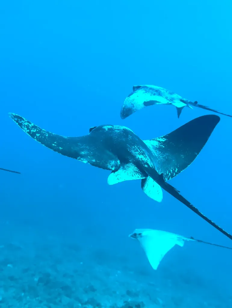 [BENI] Doble inmersión Isla Benidorm - Precio 100€