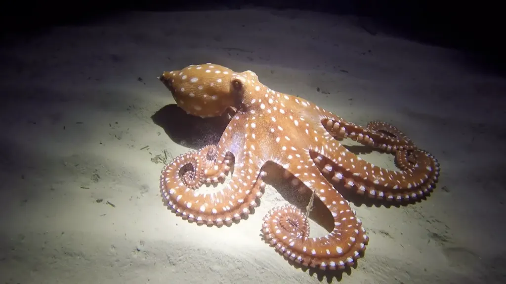 Buceo Nocturno - Precio 380€ - Reserva 50%